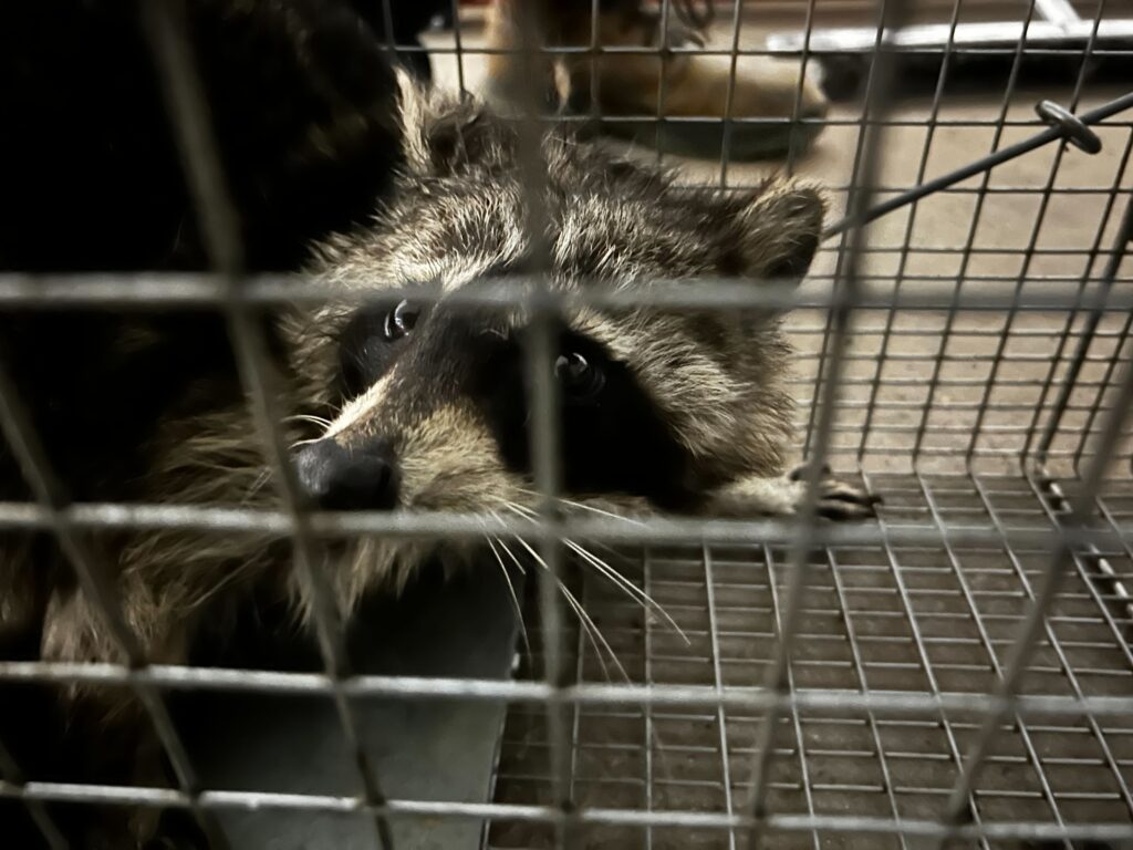 Animal Removal Portland