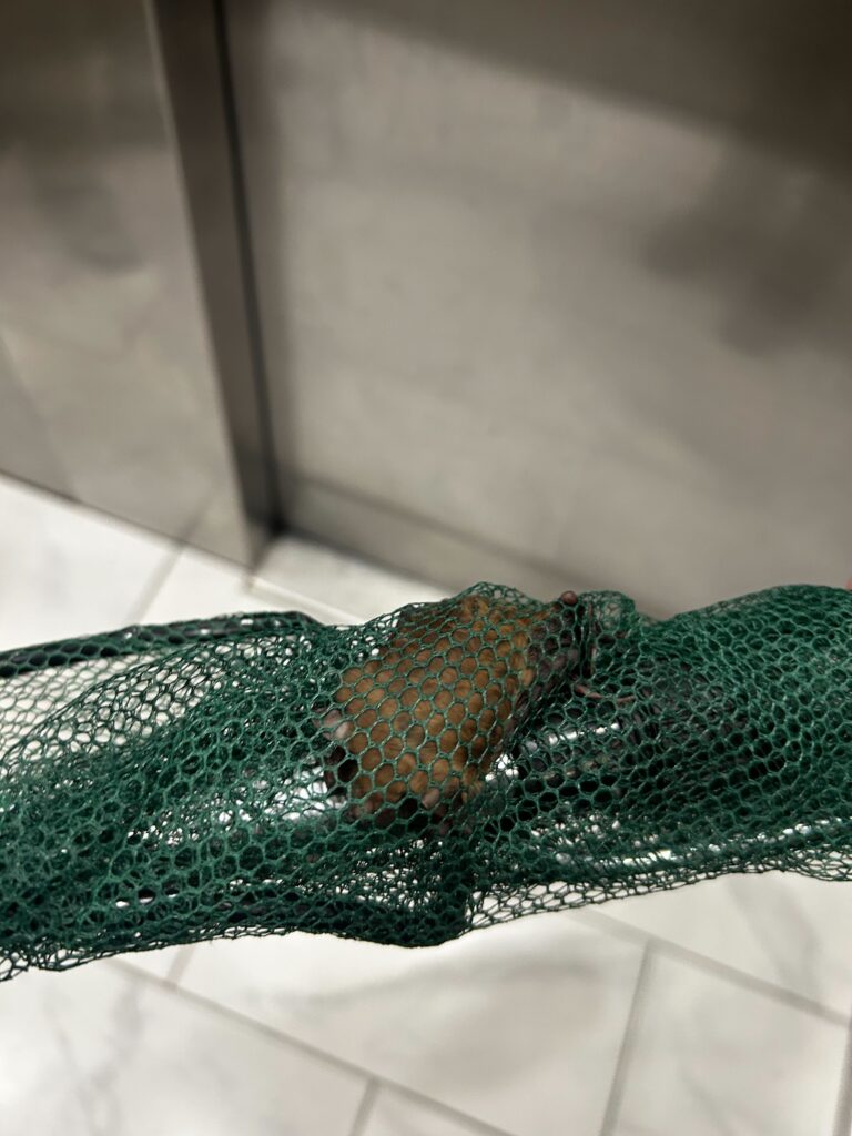 Animal Removal Portland