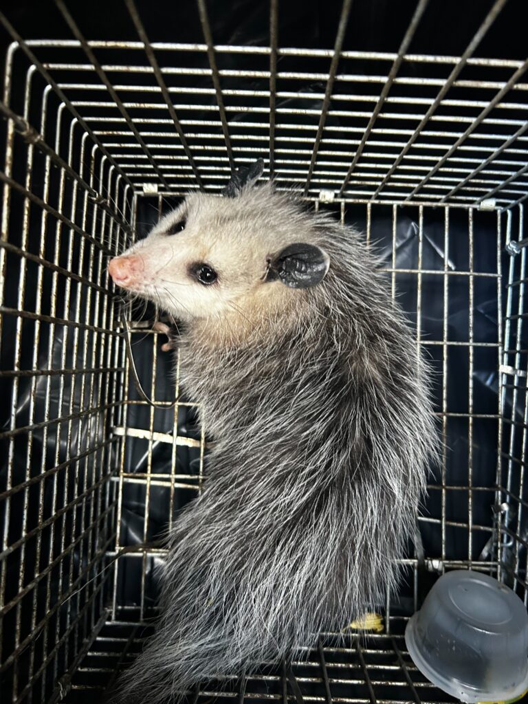 Animal Removal Portland