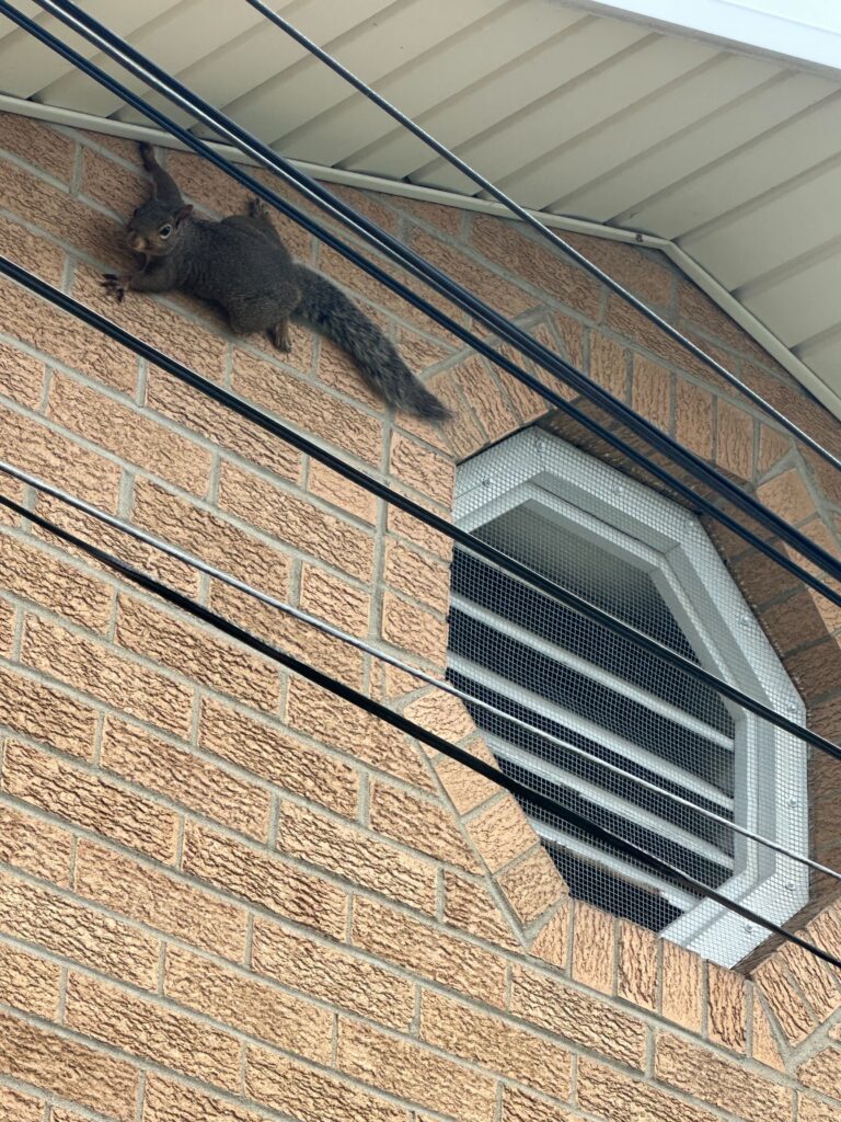 Animal Removal Portland